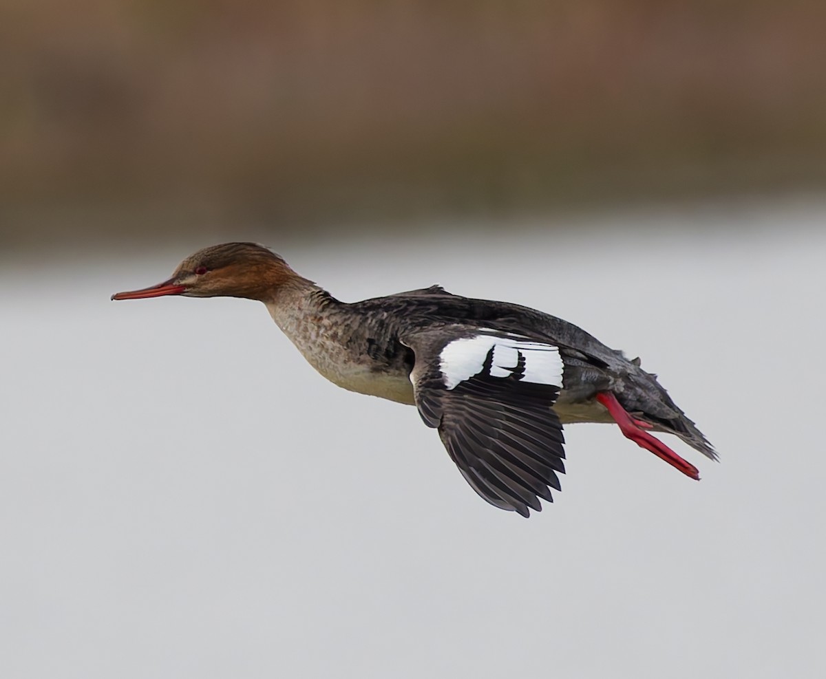 Red-breasted Merganser - ML644648240