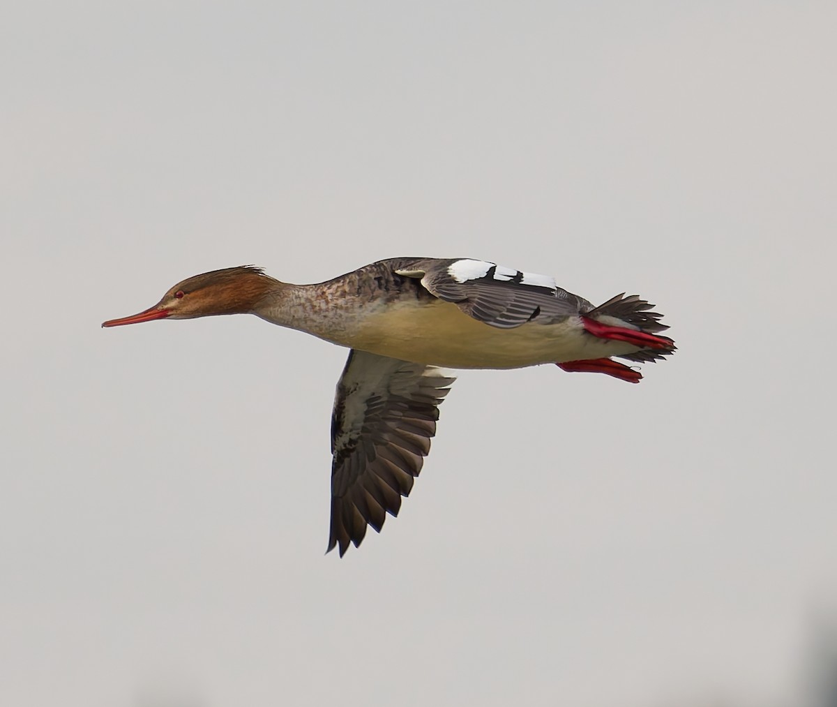 Red-breasted Merganser - ML644648241