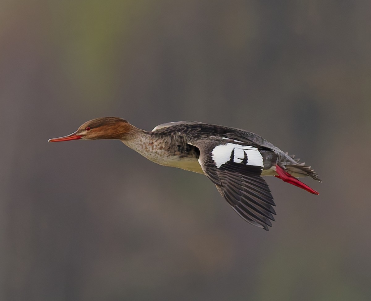 Red-breasted Merganser - ML644648242