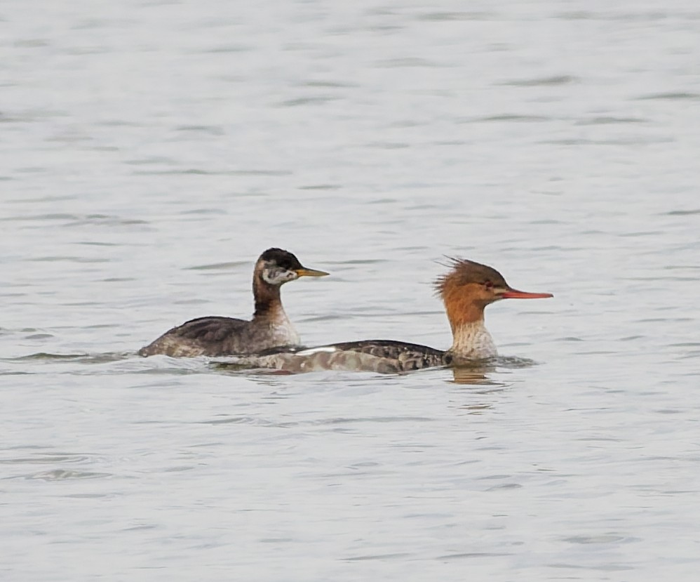Red-breasted Merganser - ML644648245