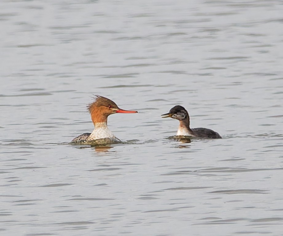 Red-breasted Merganser - ML644648246