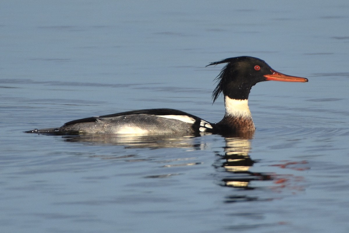 Red-breasted Merganser - ML644648300