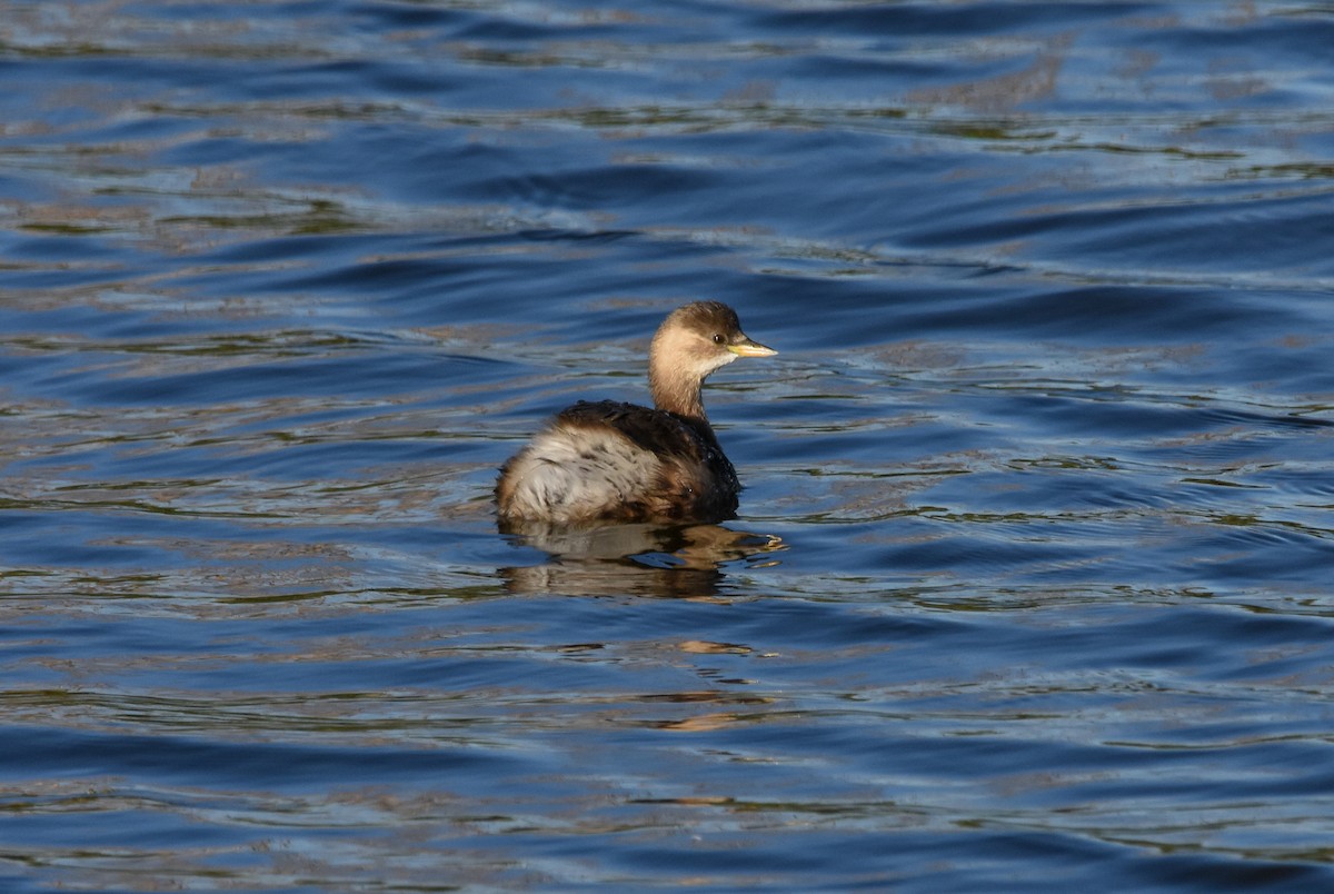 Хурган шунгуур - ML644648302