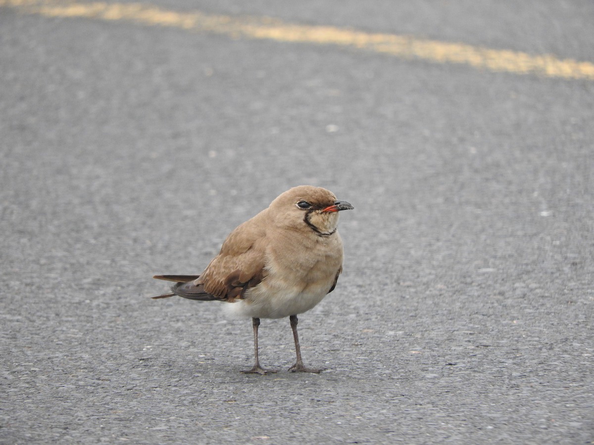 Collared Pratincole - ML644648308