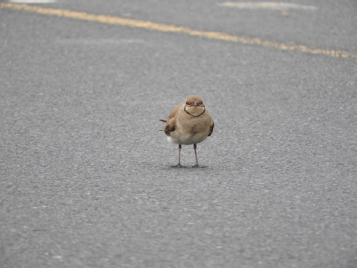 Collared Pratincole - ML644648309