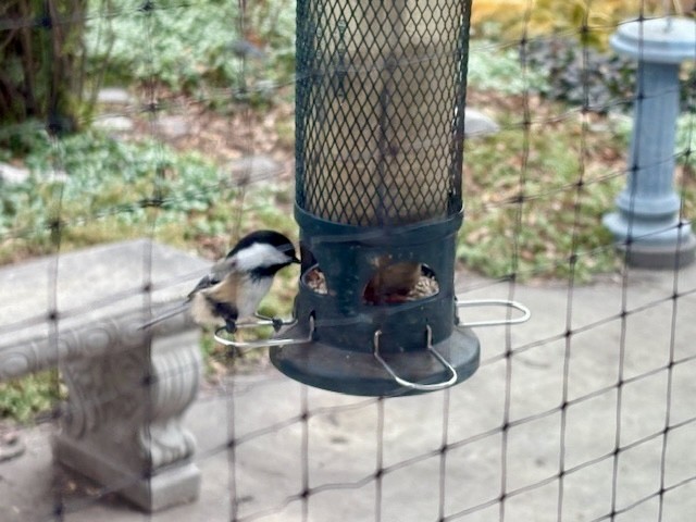 Mésange à tête noire - ML644648330