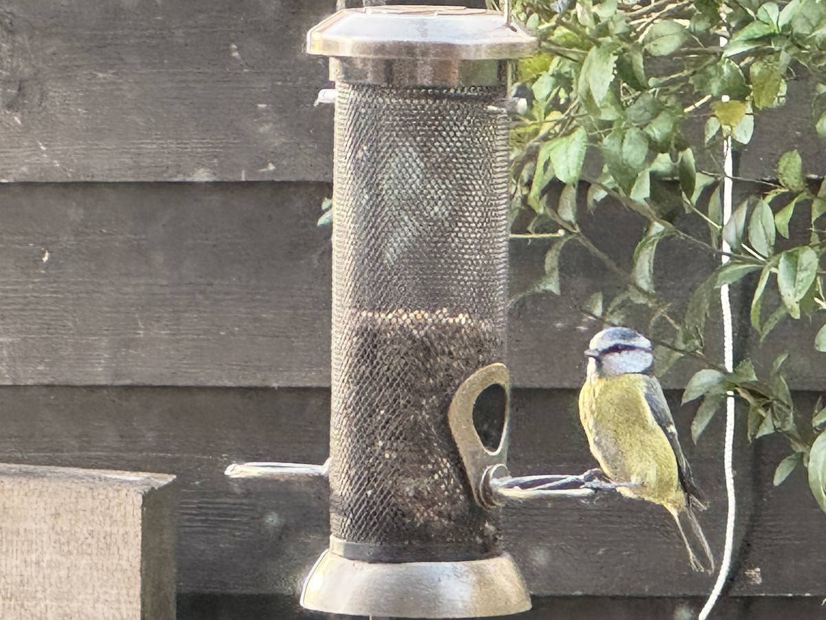 Eurasian Blue Tit - ML644648332