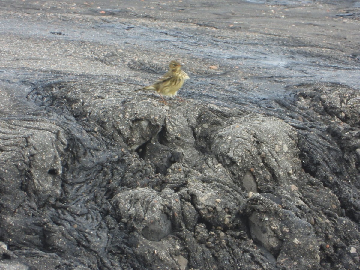 Rock Pipit - ML644648334