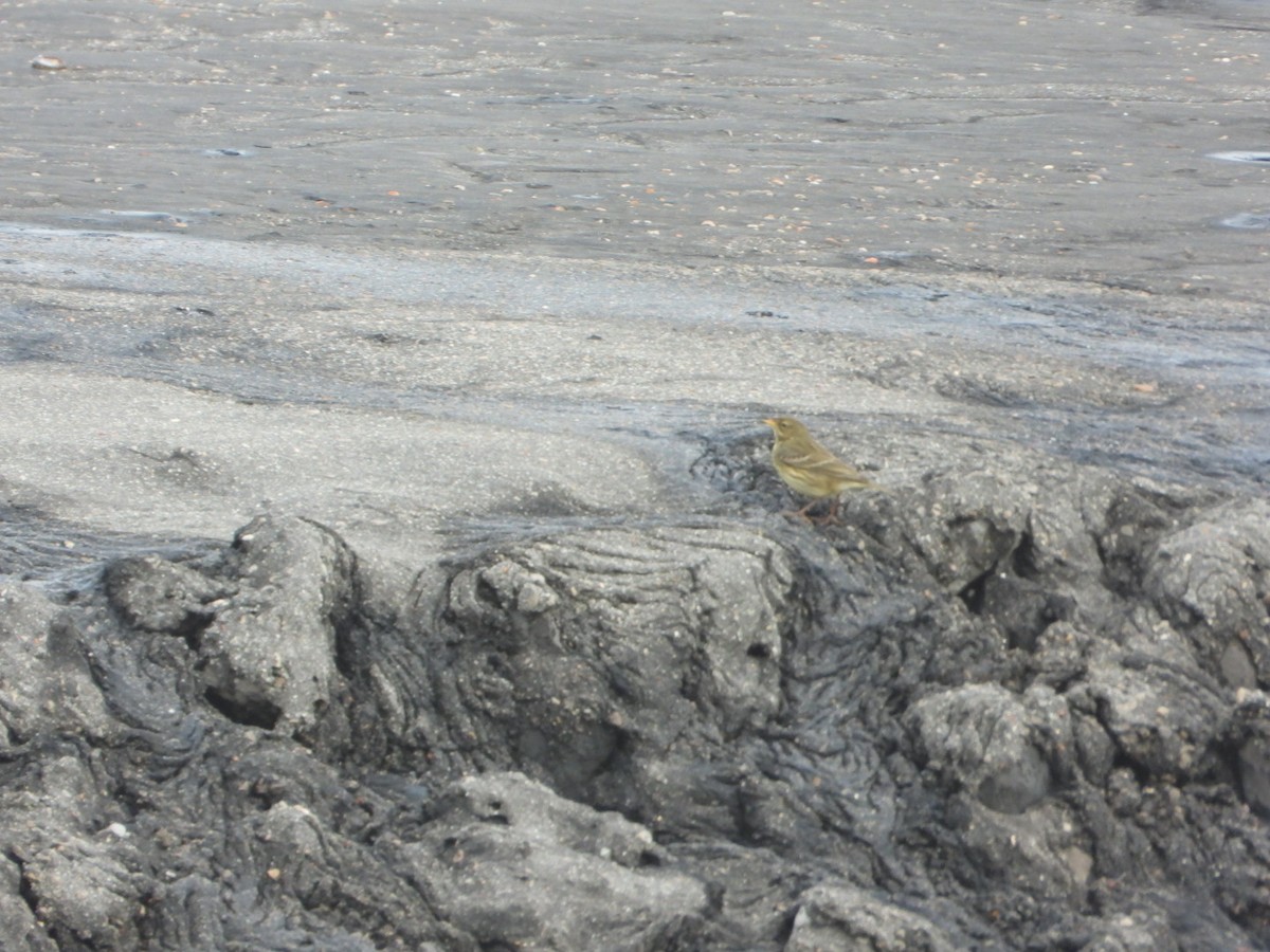 Rock Pipit - ML644648335