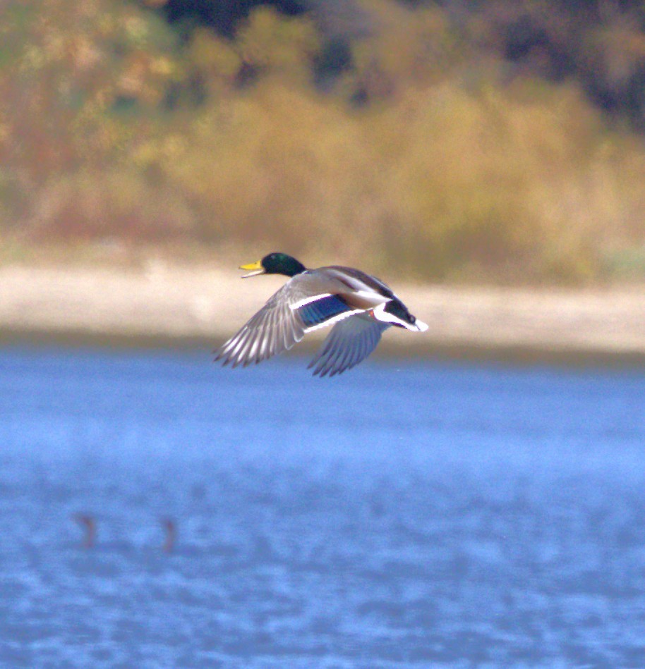 Mallard - ML644648337