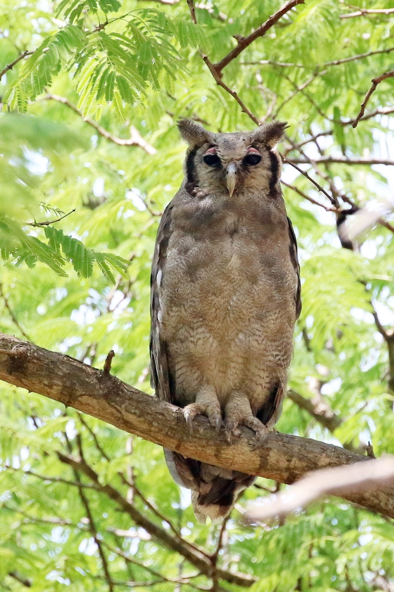 Verreaux's Eagle-Owl - ML644648340