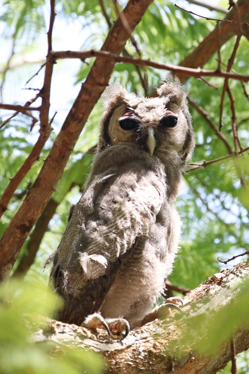 Verreaux's Eagle-Owl - ML644648341