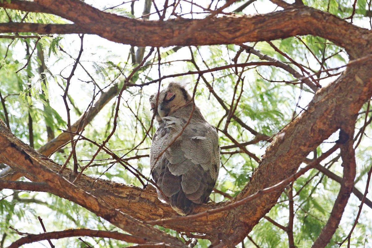 Verreaux's Eagle-Owl - ML644648342