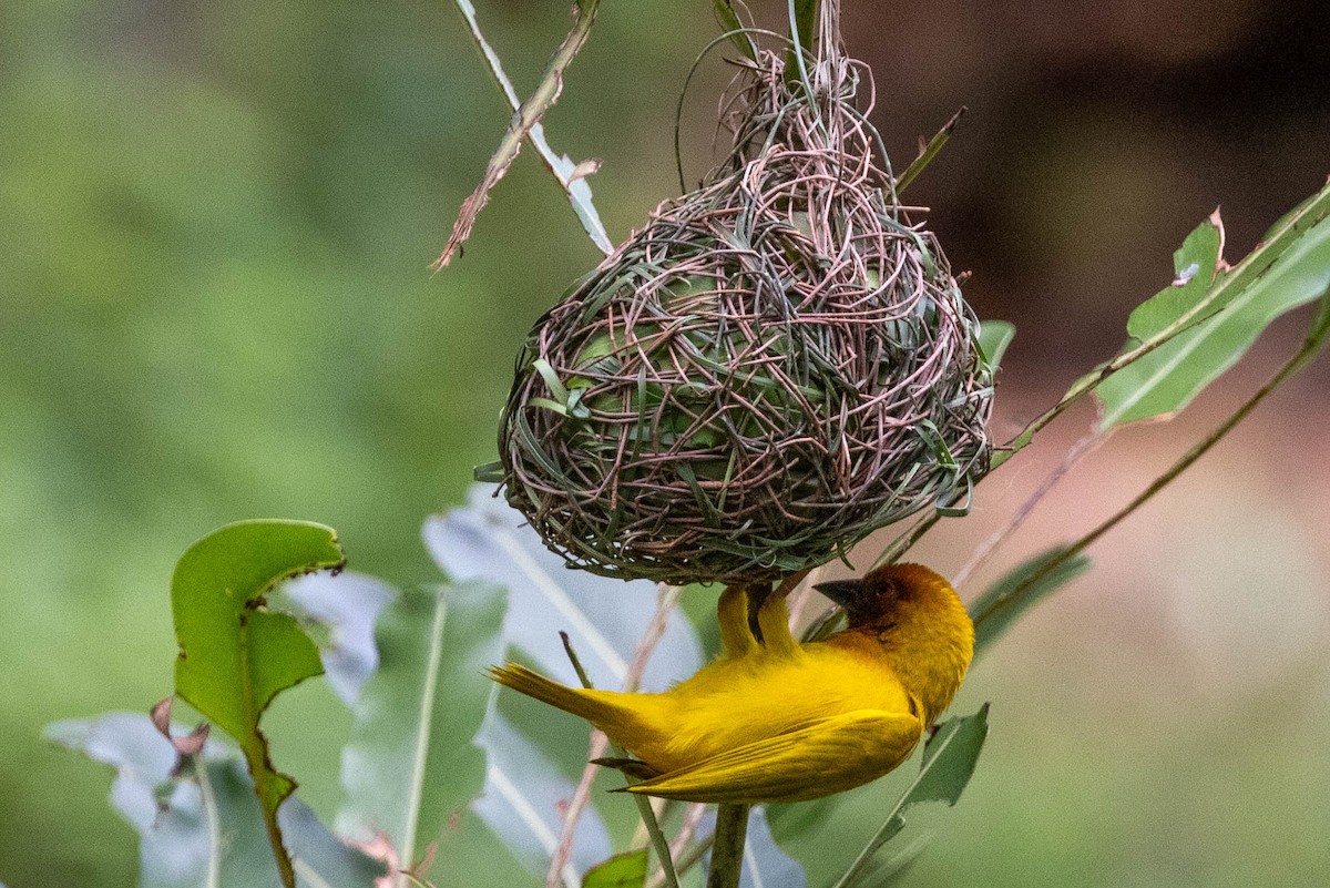 African Golden-Weaver - ML644648345