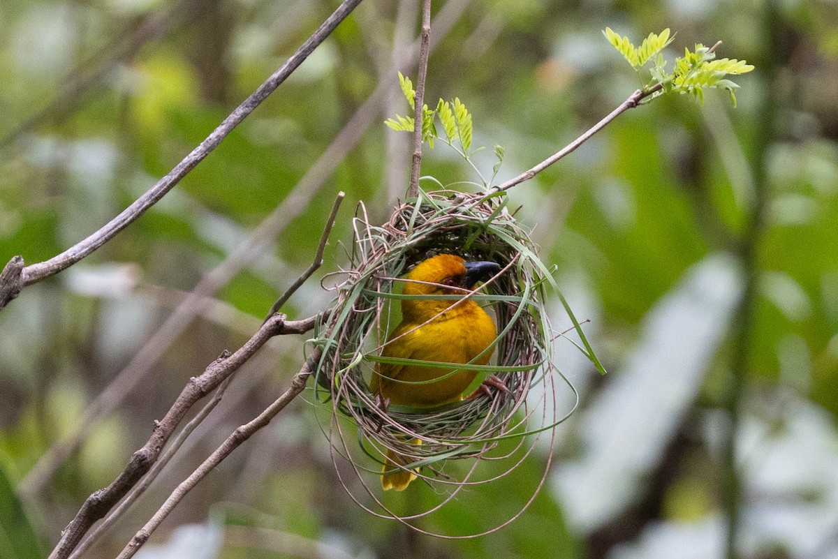 African Golden-Weaver - ML644648346