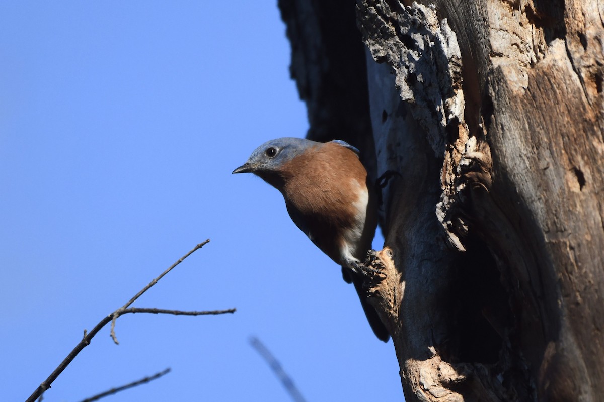 Eastern Bluebird - ML644648354