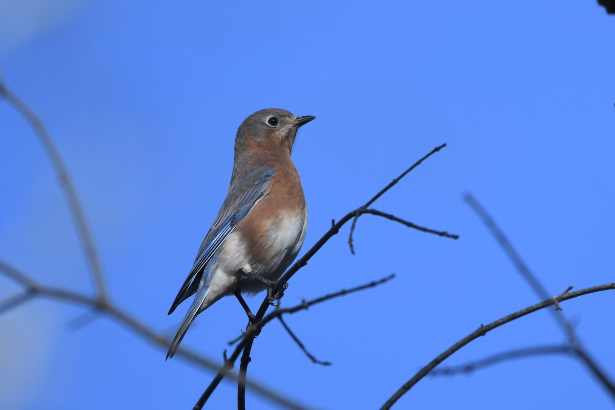 Eastern Bluebird - ML644648355