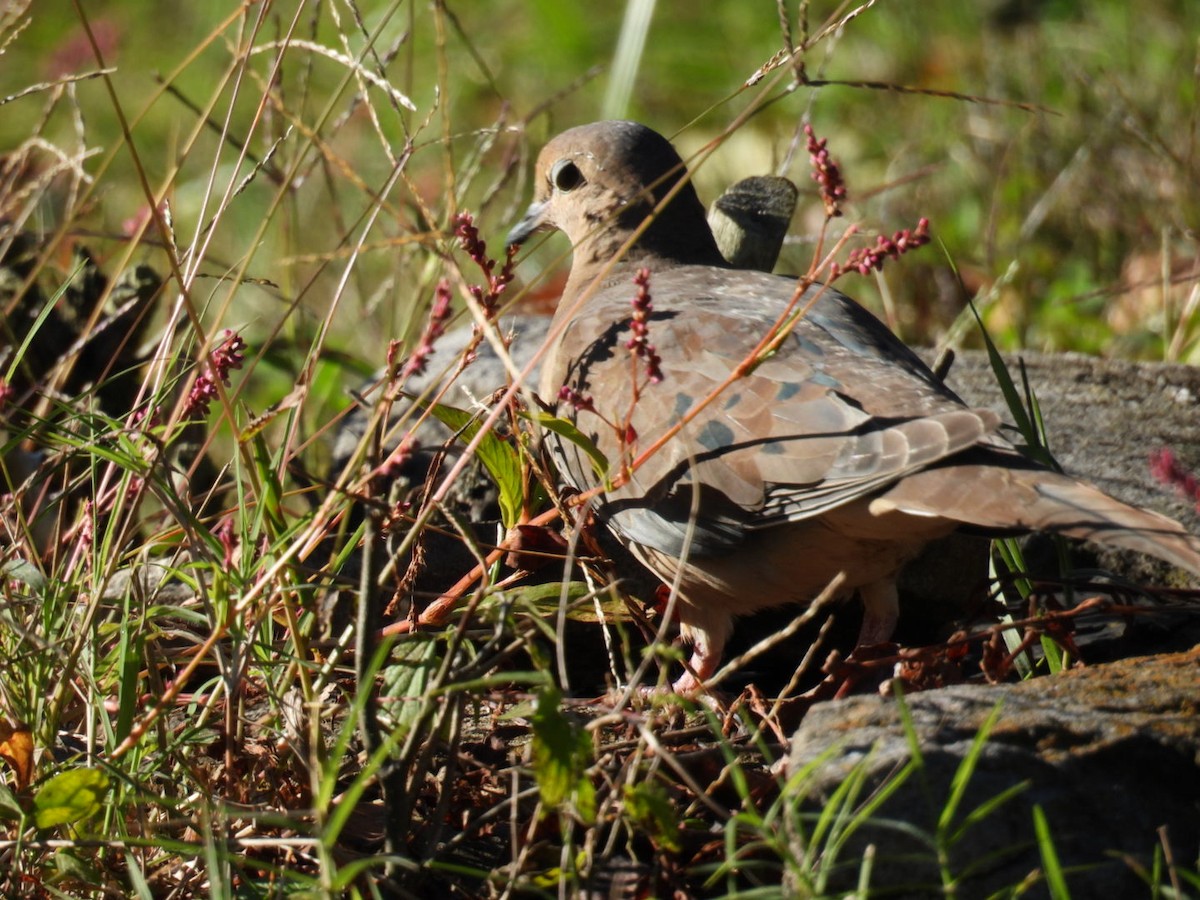 Mourning Dove - ML644648358