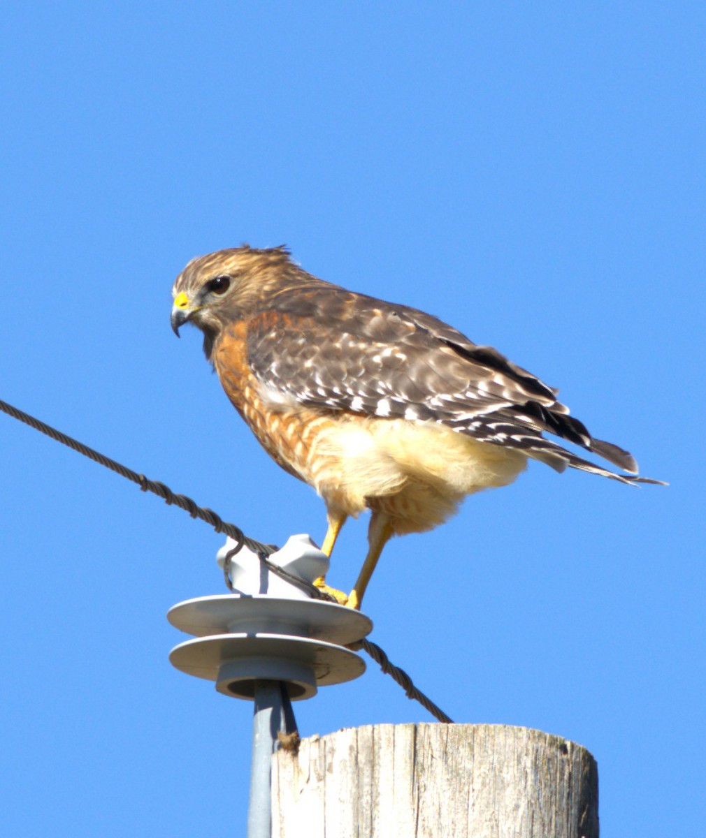 Red-shouldered Hawk - ML644648359