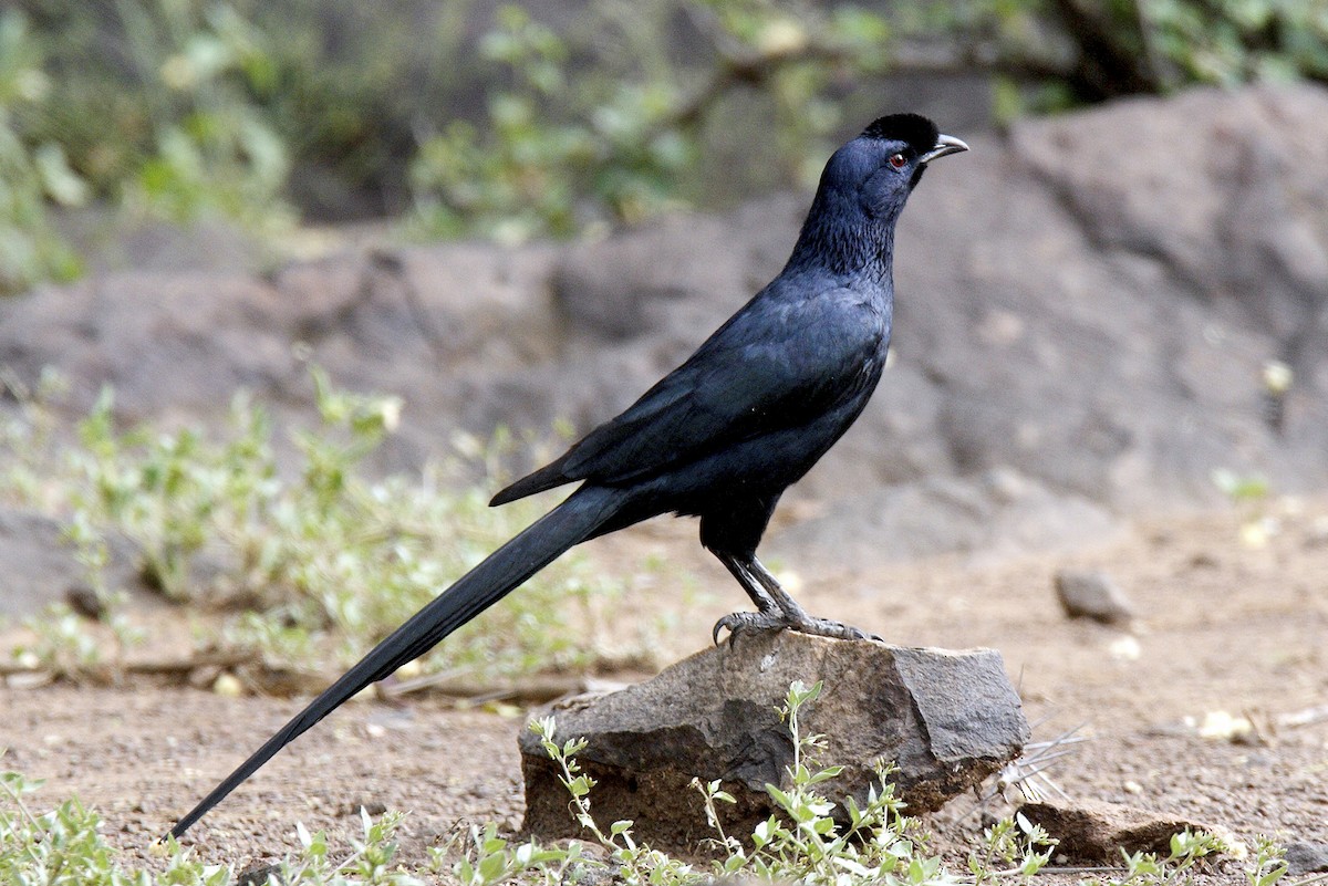Bristle-crowned Starling - ML644648383