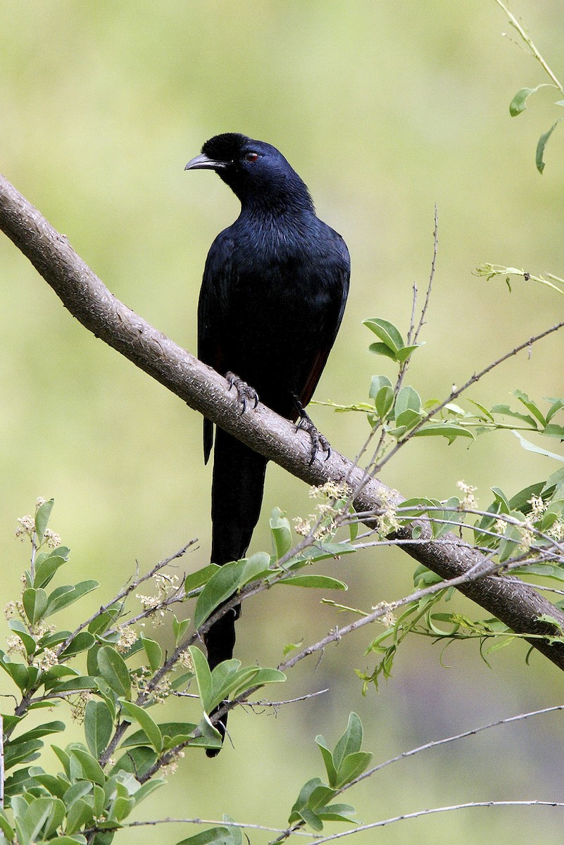 Bristle-crowned Starling - ML644648384
