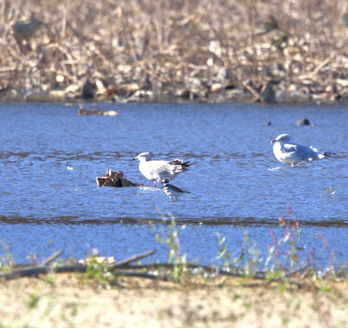 American Herring Gull - ML644648415