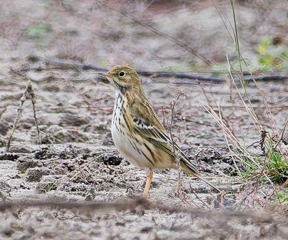 Negu-txirta - ML644648438