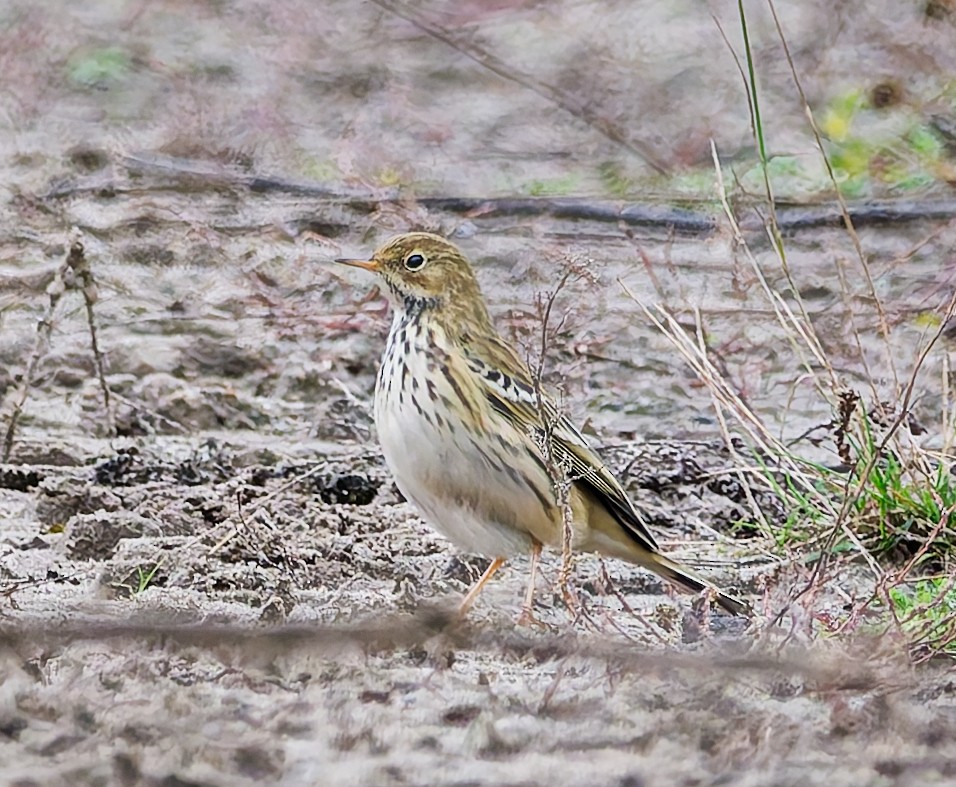 Negu-txirta - ML644648439