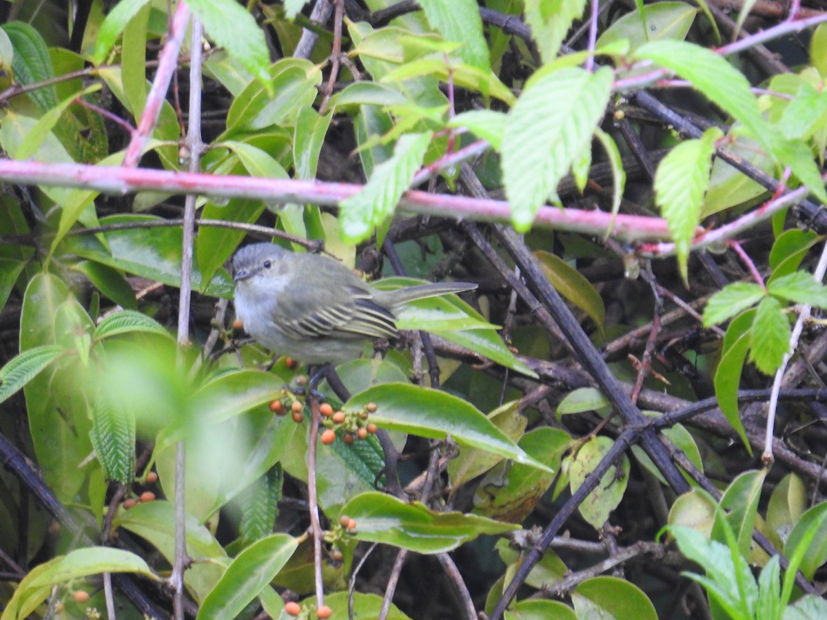 Mistletoe Tyrannulet - ML644648449