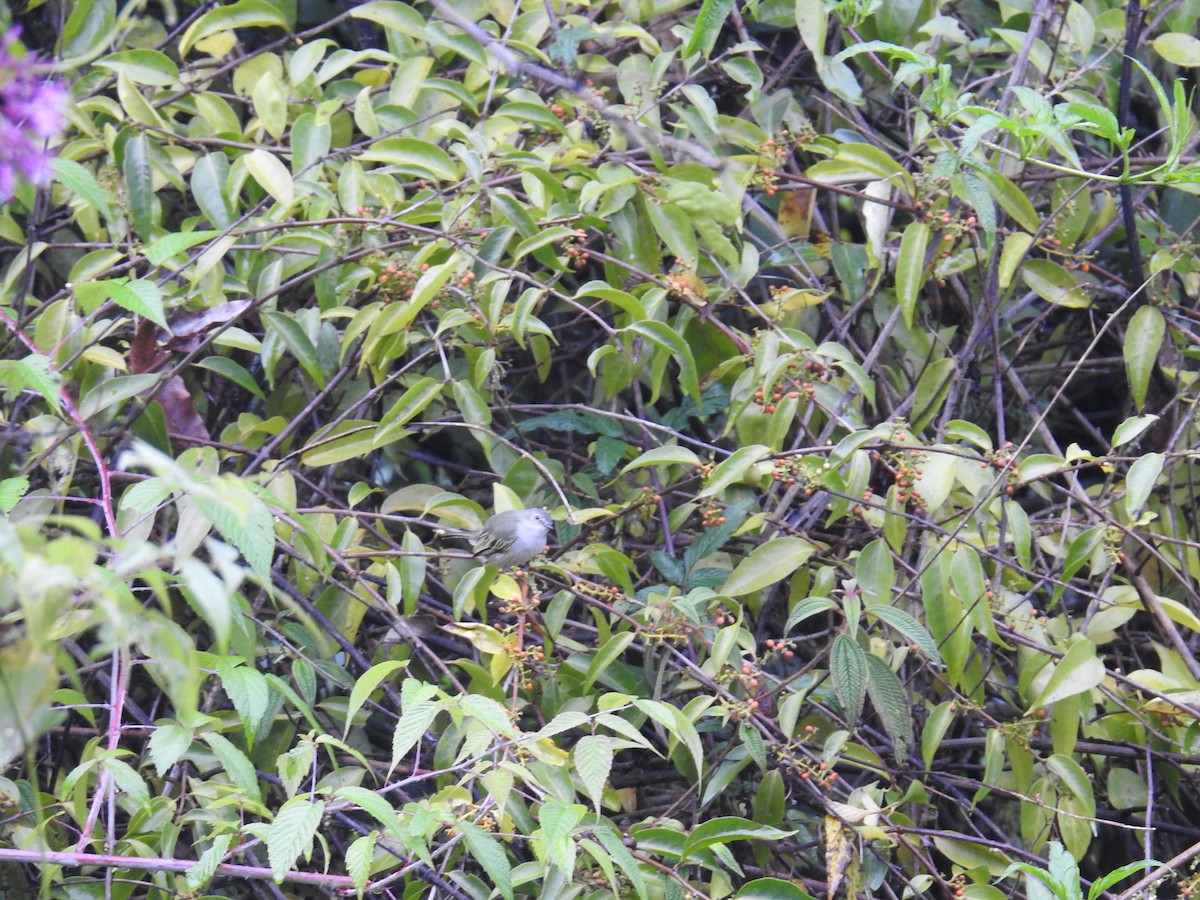 Mistletoe Tyrannulet - ML644648450