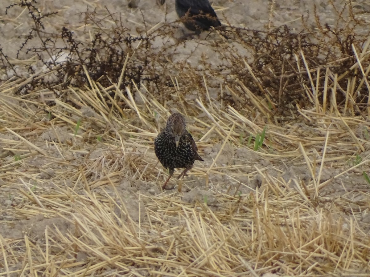 European Starling - ML644648451