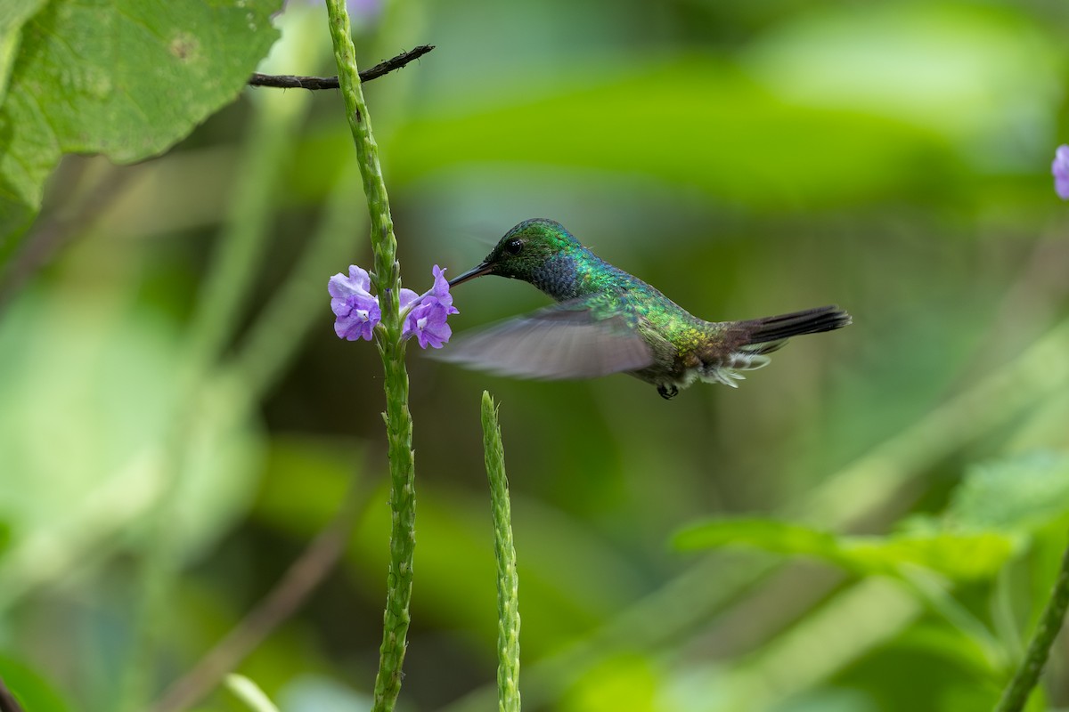 エメラルドハチドリ - ML644648454