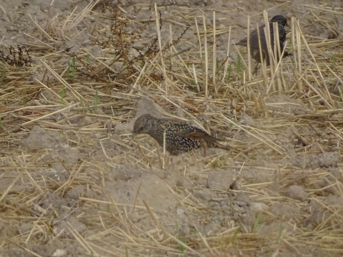 European Starling - ML644648455