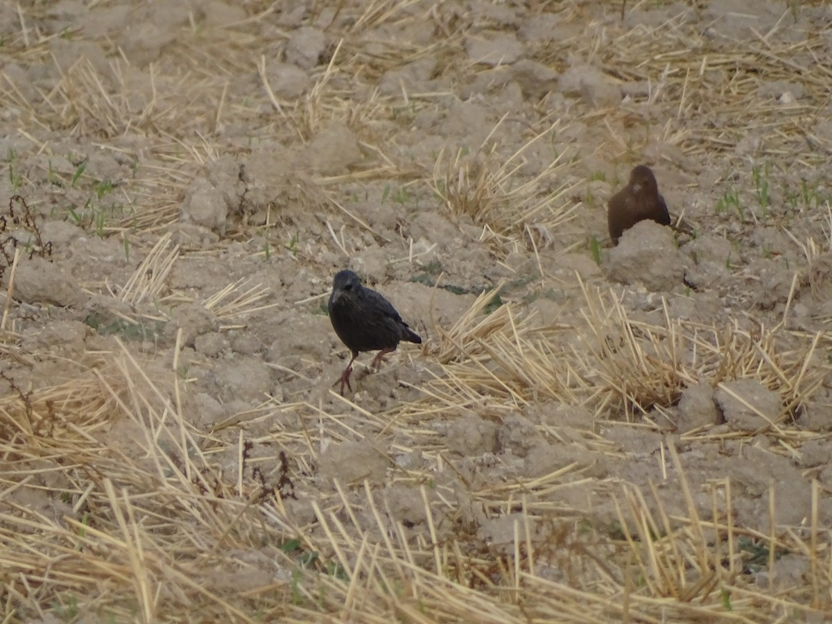 Spotless Starling - ML644648457