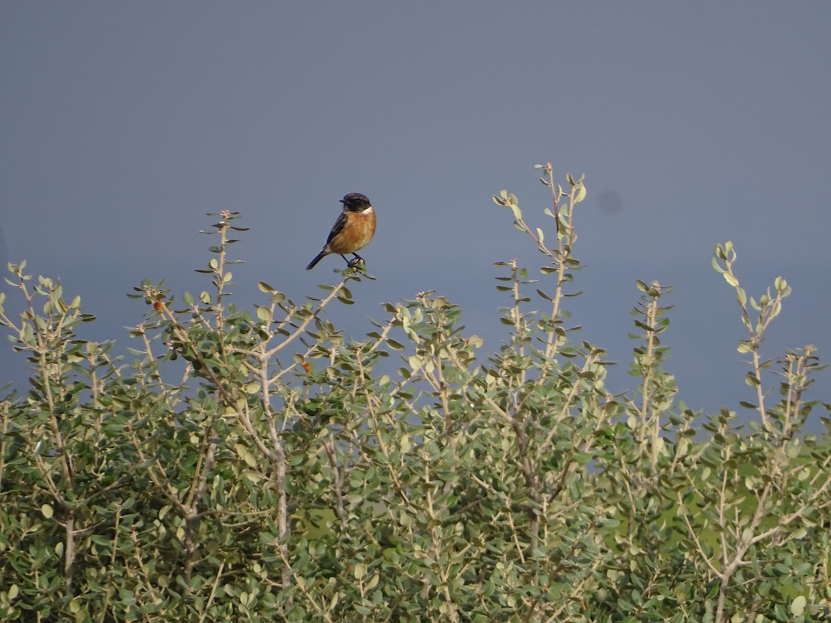 Трав'янка чорноголова - ML644648465