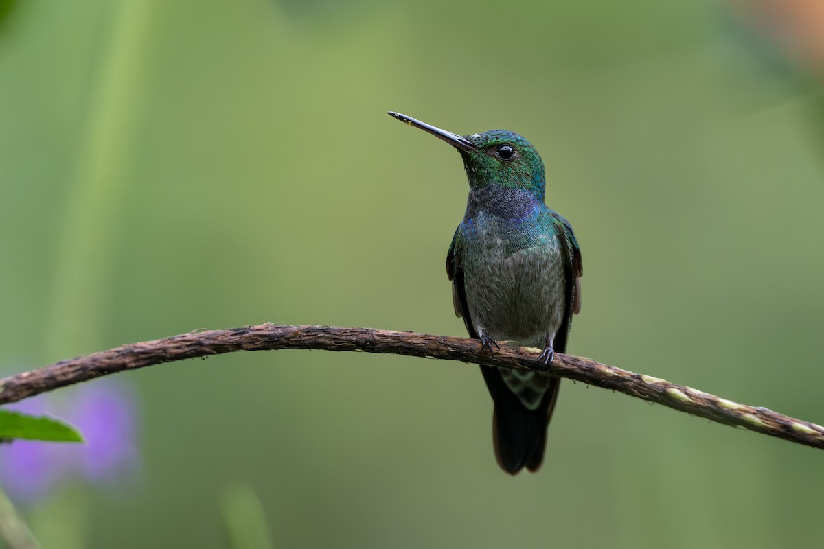 エメラルドハチドリ - ML644648466