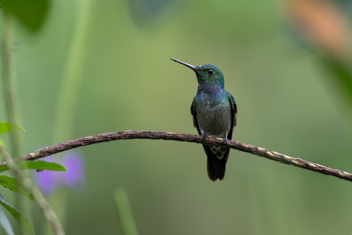 エメラルドハチドリ - ML644648467