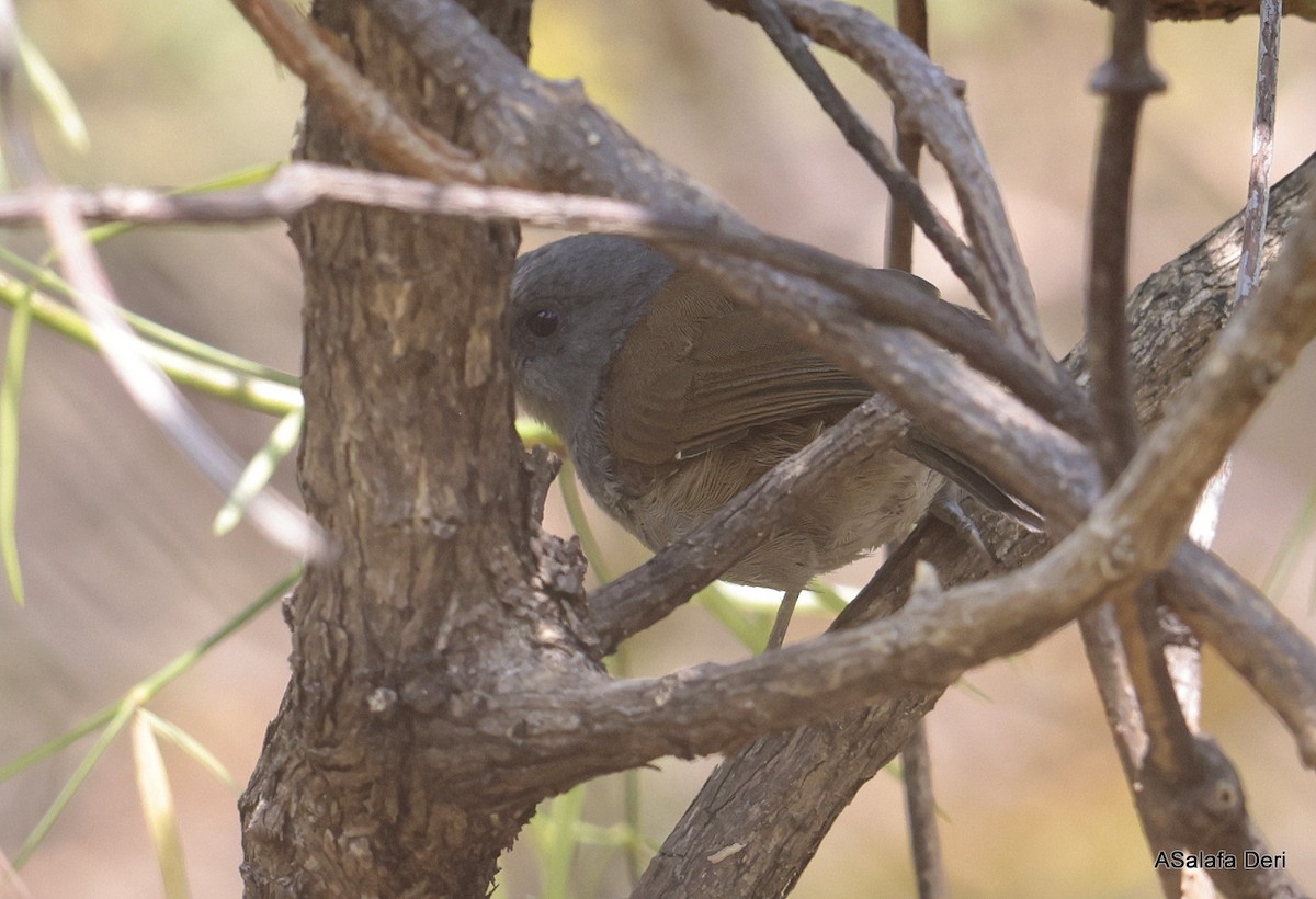 African Hill Babbler (African) - ML644648470