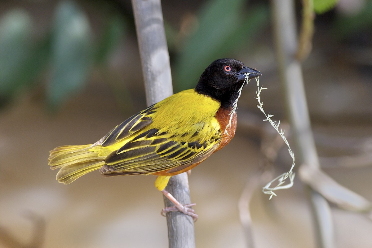 Golden-backed Weaver - ML644648474