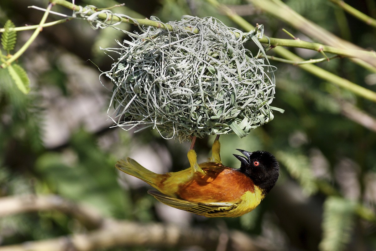 Golden-backed Weaver - ML644648476