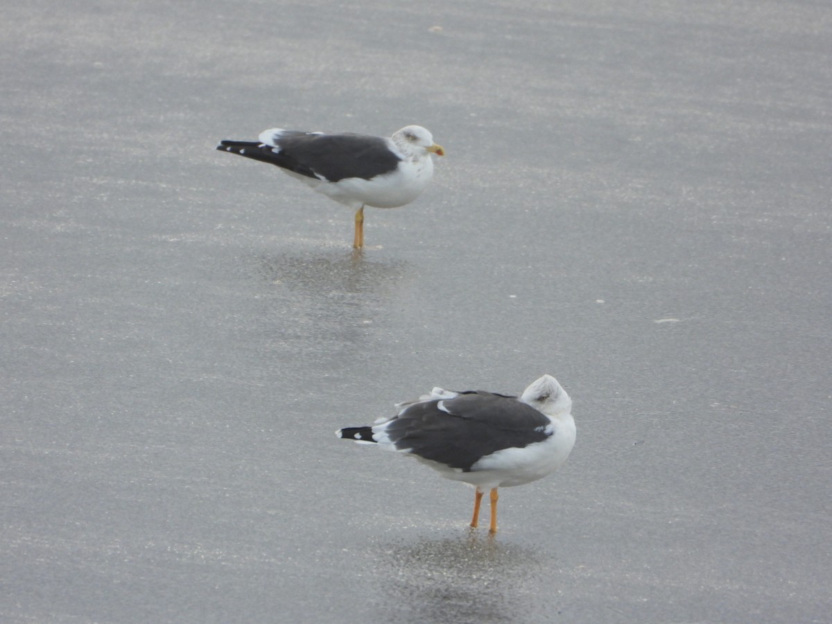 Gaviota Sombría - ML644648477