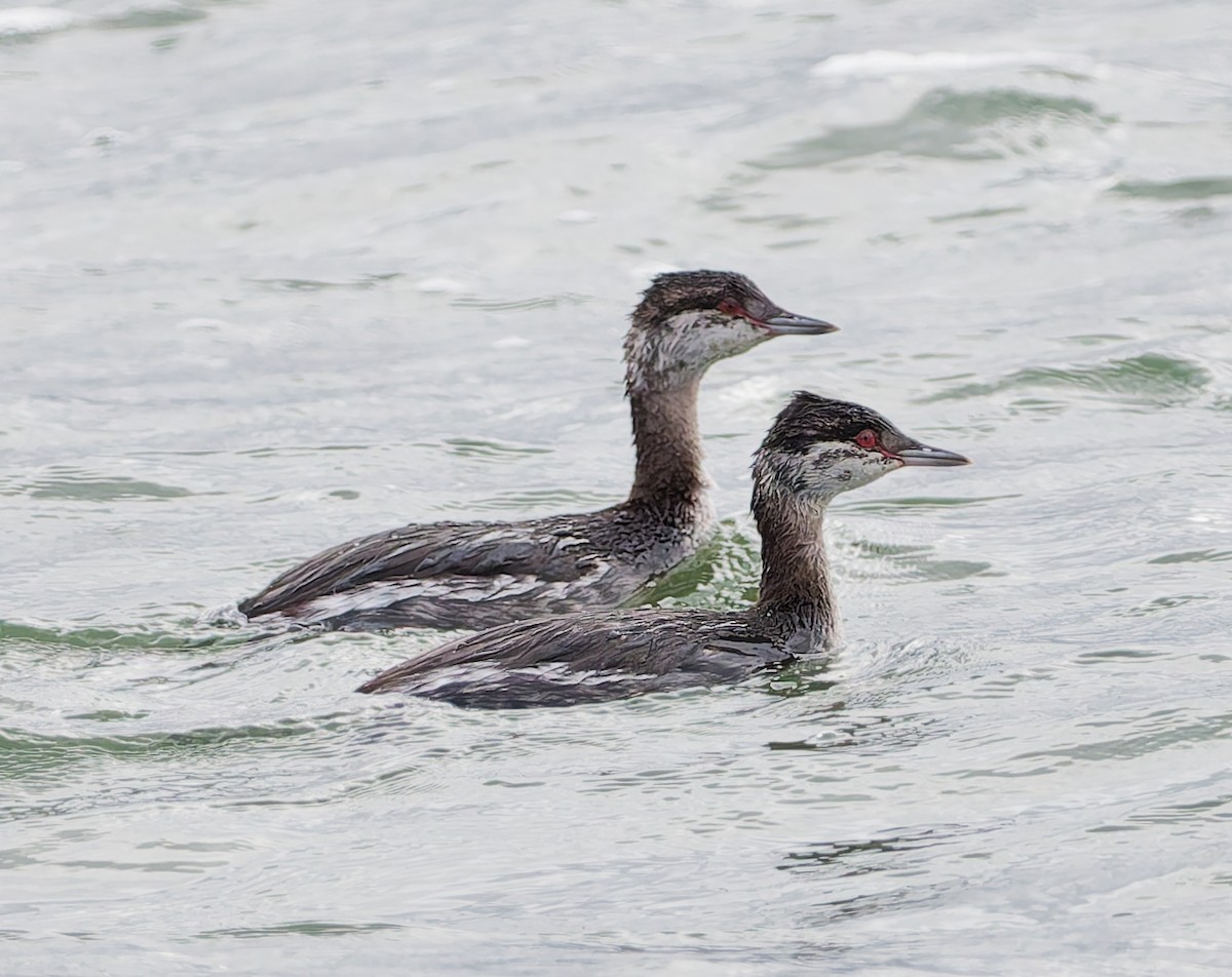 Horned Grebe - ML644648487
