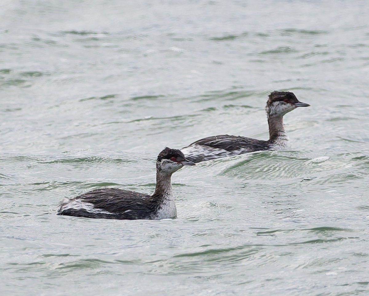 Horned Grebe - ML644648488
