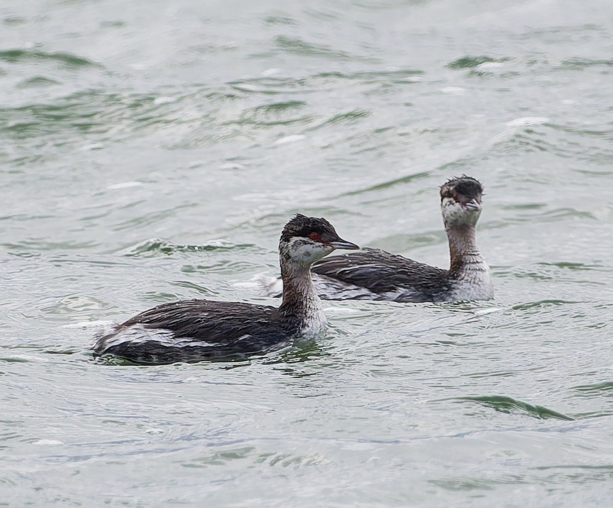 Horned Grebe - ML644648489