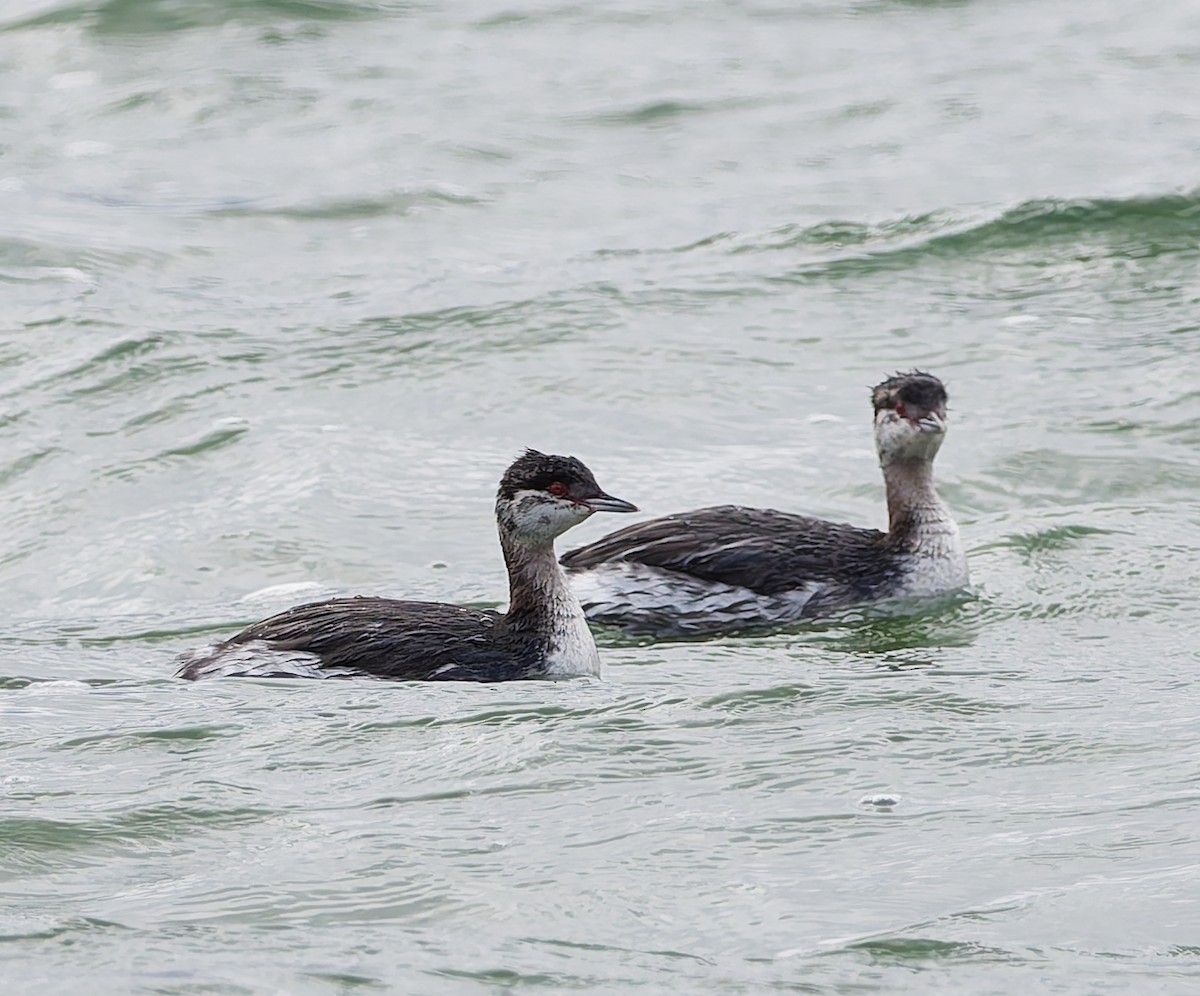 Horned Grebe - ML644648490