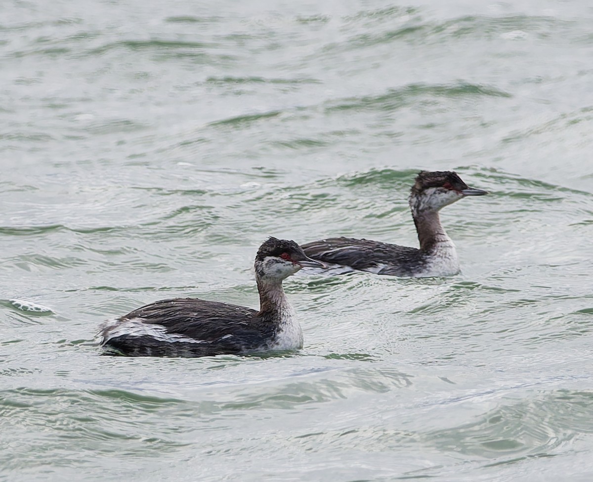 Horned Grebe - ML644648491