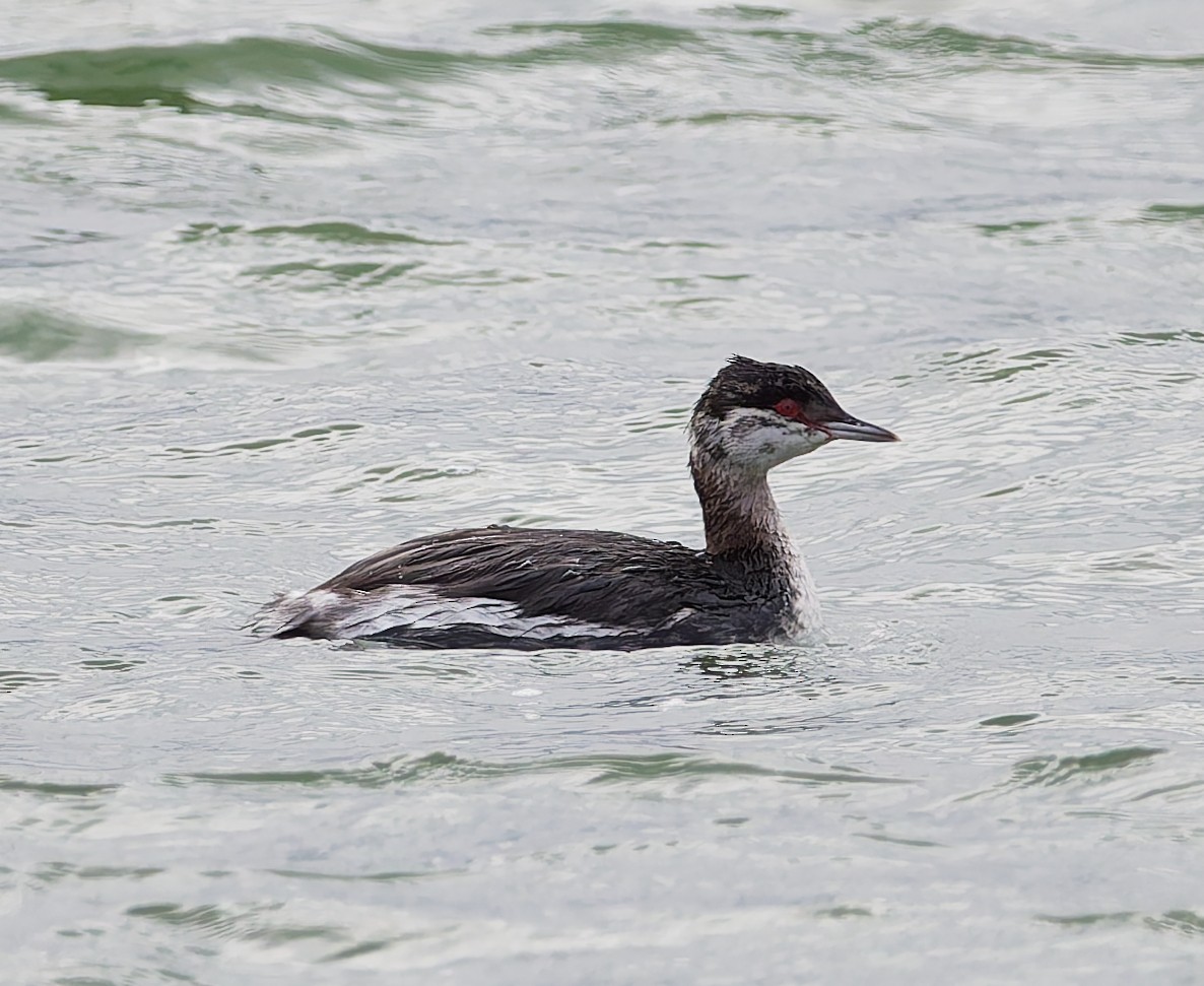 Horned Grebe - ML644648492