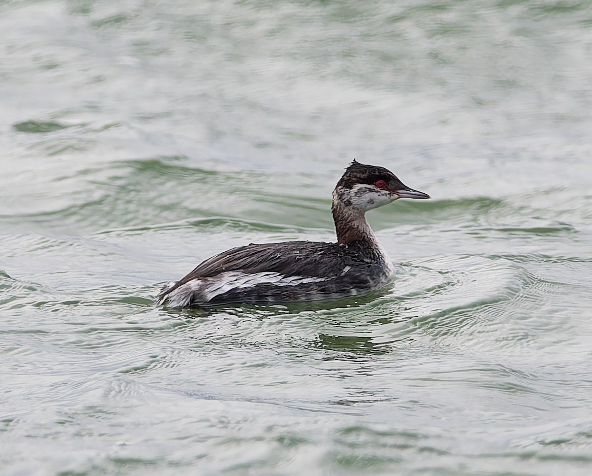 Horned Grebe - ML644648493