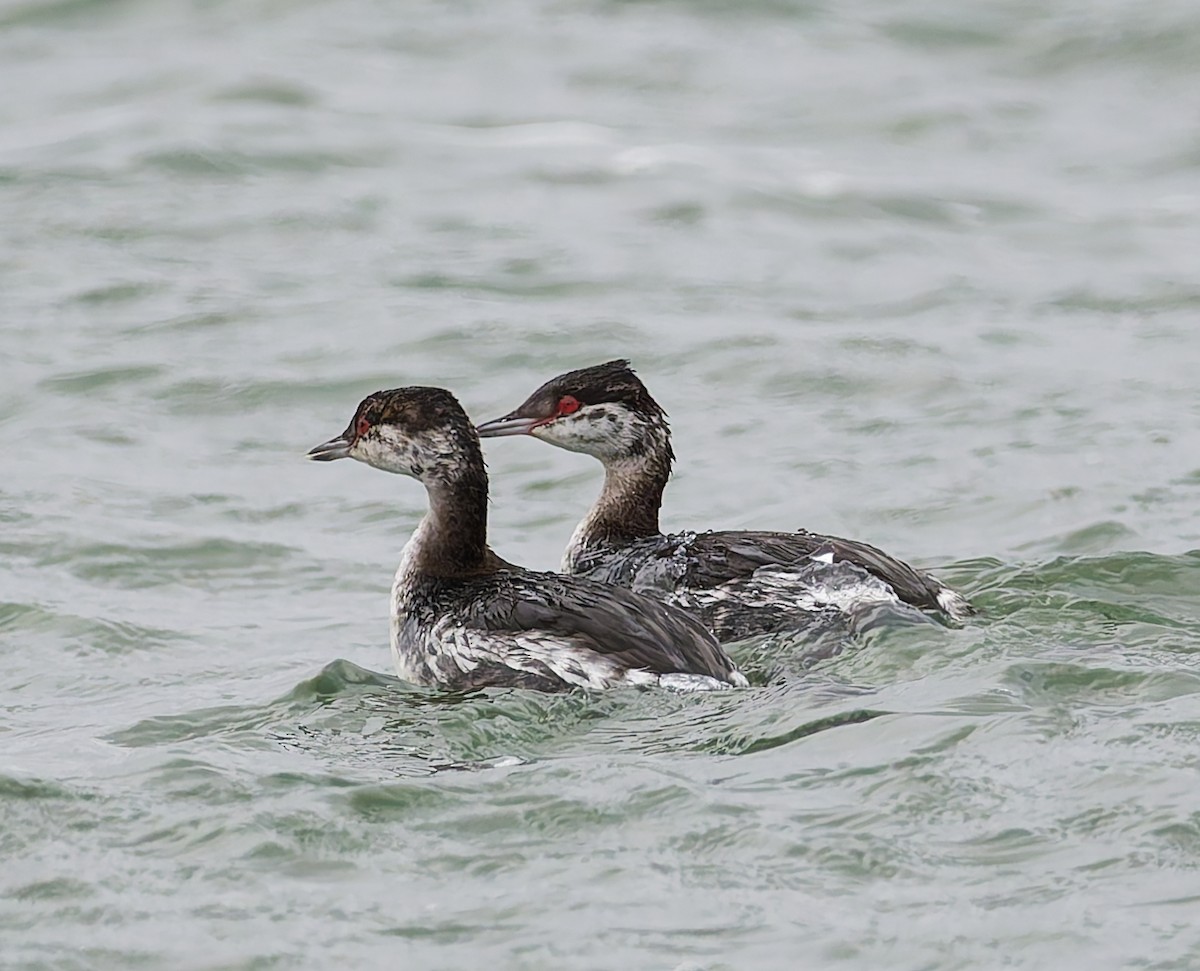 Horned Grebe - ML644648494
