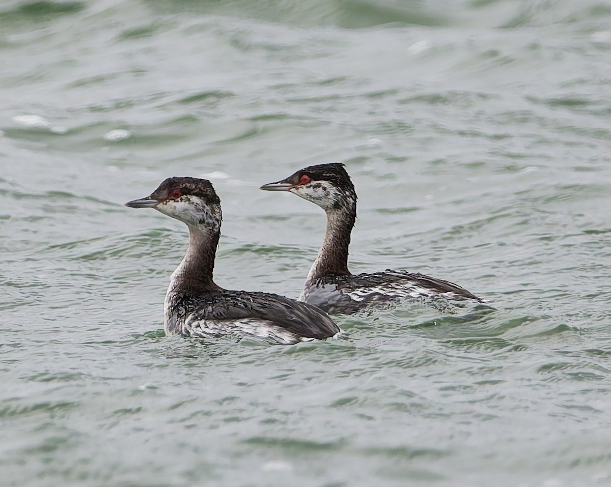 Horned Grebe - ML644648495